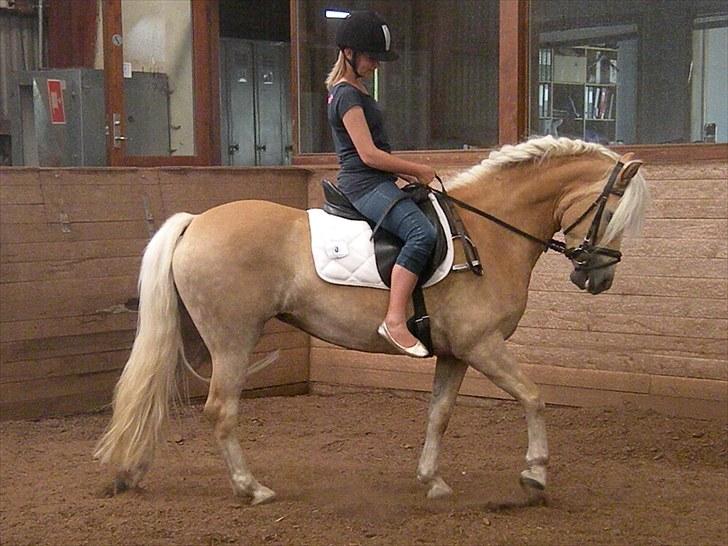 Haflinger Nyegaards Nascha EHA 573. - Sofie og Nascha, opvarmning til stævnet i Haderslev Juli 2010. billede 12