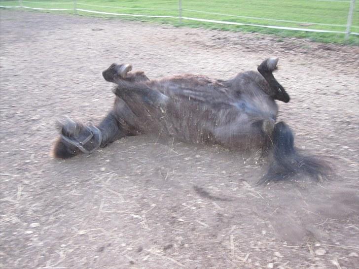 Islænder ~Orka fra Hofi l ~ DRESSURSTJERNEN!<3 - 15. En fortjent rulletur, efter en tur i skoven :').

FOTO: Mig selv.  billede 15