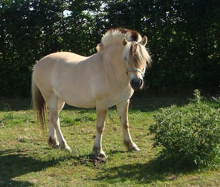 Fjordhest Halifax billede 4