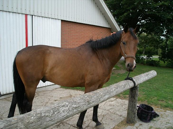 Dansk Varmblod Don Spirit billede 9