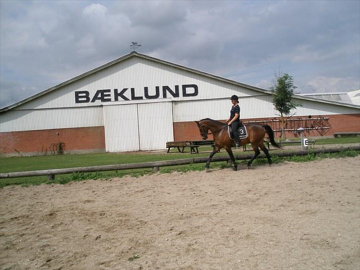 Dansk Varmblod Don Spirit billede 7