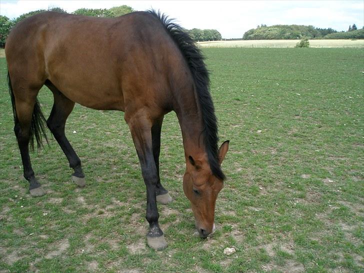 Dansk Varmblod Don Spirit billede 18