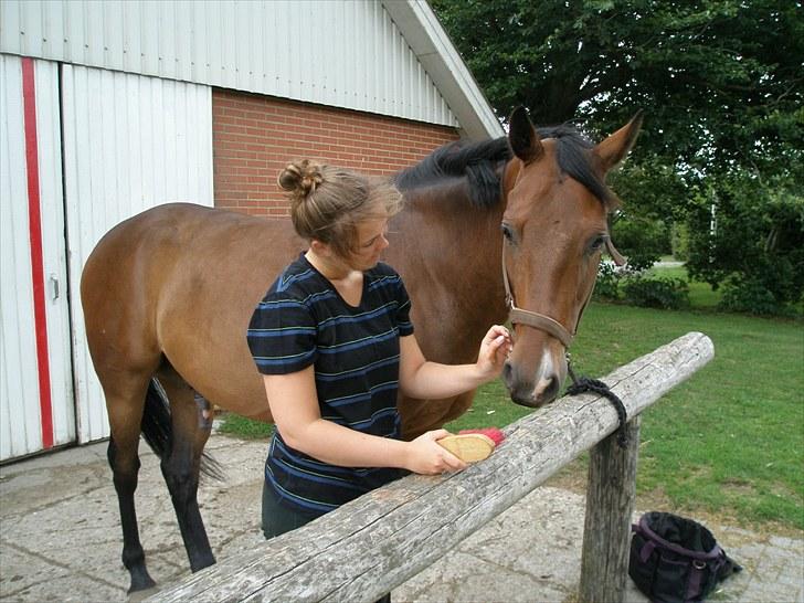 Dansk Varmblod Don Spirit billede 14