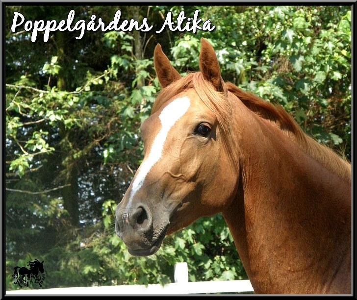 Dansk Varmblod | Poppelgårdens Atika - Atika. Foto: Mig, 10. juli 2010. billede 1