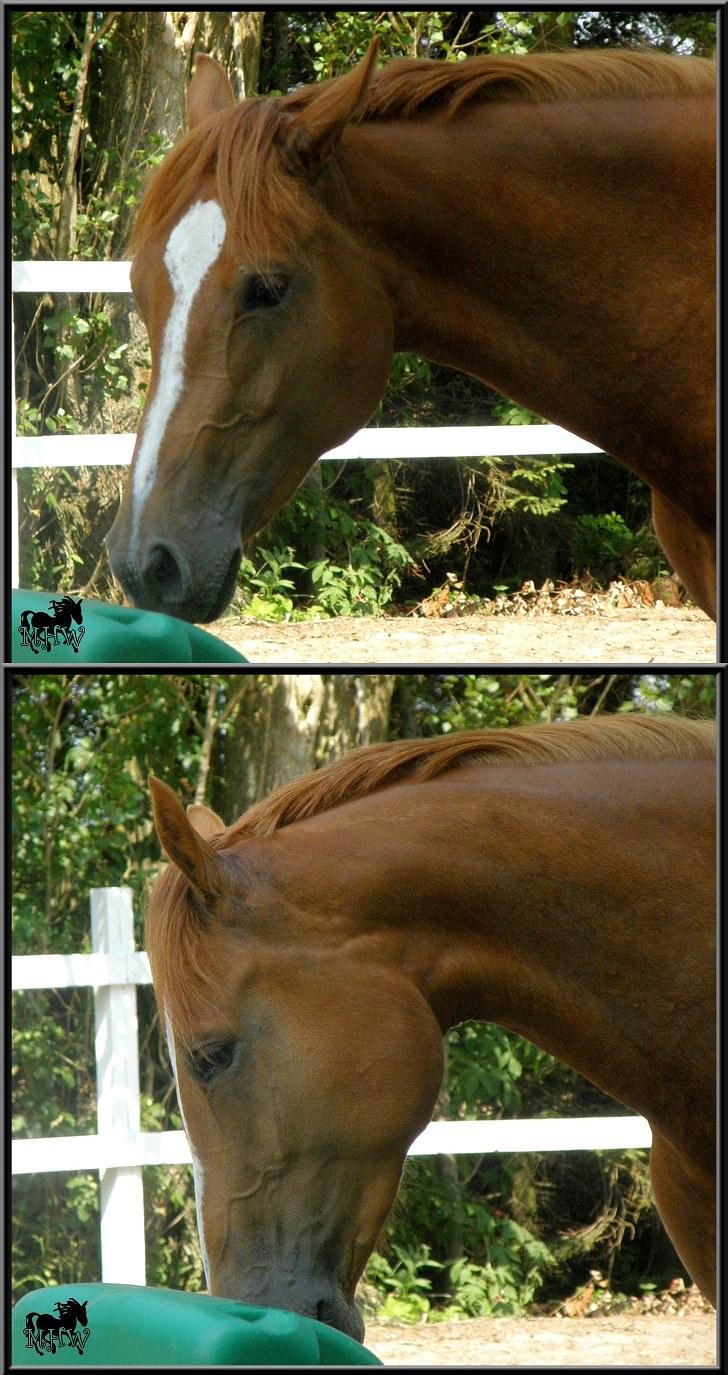 Dansk Varmblod | Poppelgårdens Atika - Atika. Foto: Mig, 10. juli 2010. billede 4