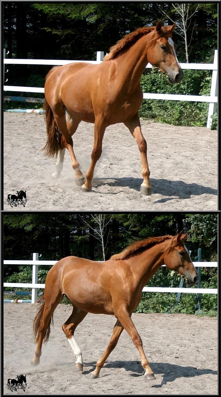 Dansk Varmblod | Poppelgårdens Atika - Atika løs på banen. Foto: Marie-Louise Kierrumgaard, 10. juli 2010. billede 5