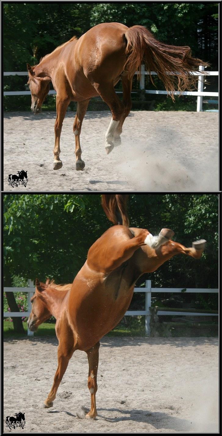 Dansk Varmblod | Poppelgårdens Atika - Frække hoppe. Foto: Marie-Louise Kierrumgaard, 10. juli 2010.  billede 6
