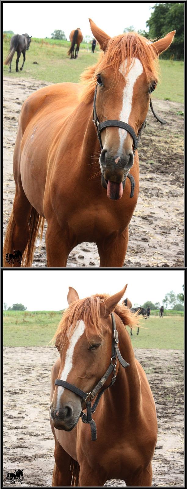 Dansk Varmblod | Poppelgårdens Atika - Puha, en grim tunge Atika! Foto: Julie Willems, 29. juli 2010.  billede 7