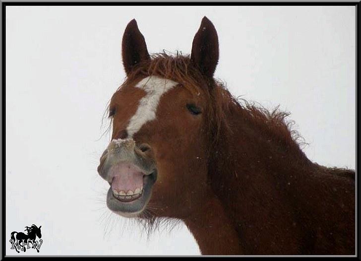 Dansk Varmblod | Poppelgårdens Atika - Atika om vinteren. :D Foto: Marie-Louise Kierrumgaard. billede 8