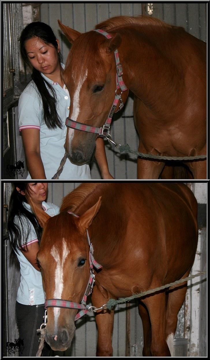 Dansk Varmblod | Poppelgårdens Atika - Marie-Louise & Atika. Foto: Mig, 10. juli 2010. billede 9