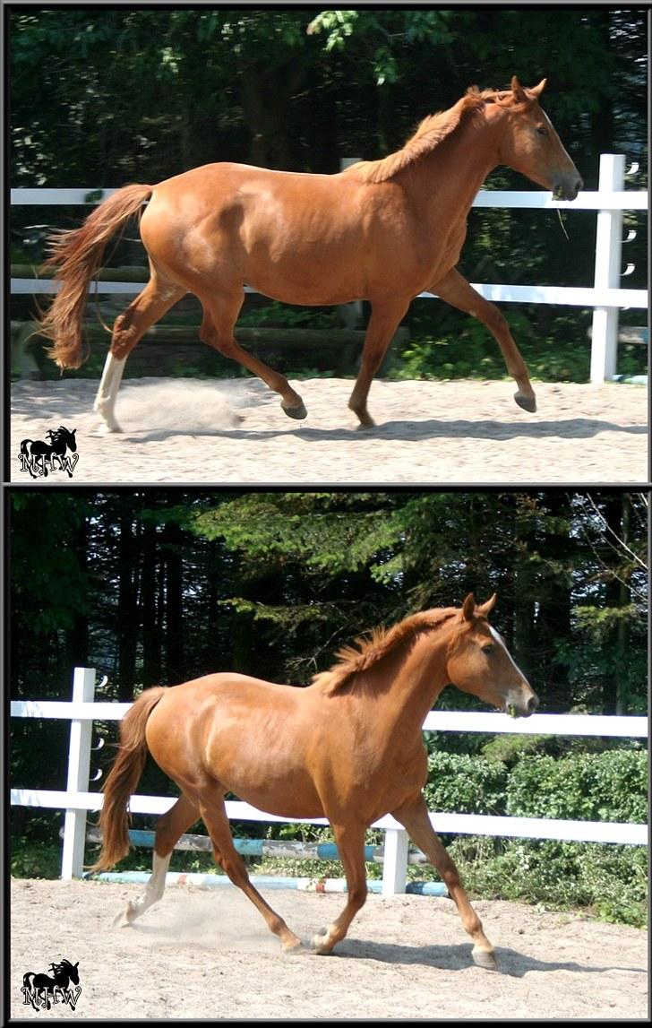 Dansk Varmblod | Poppelgårdens Atika - Atika løs på banen. Foto: Marie-Louise Kierrumgaard, 10. juli 2010. billede 11