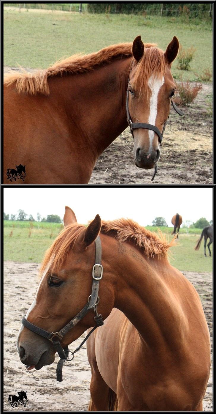Dansk Varmblod | Poppelgårdens Atika - Smukke Atika på fold. Foto: Julie Willems, 29. juli 2010. billede 12