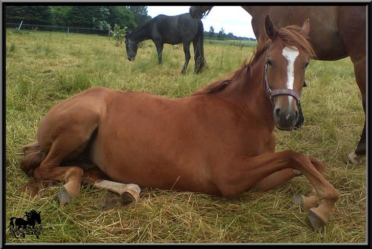 Dansk Varmblod | Poppelgårdens Atika - Atika. billede 16