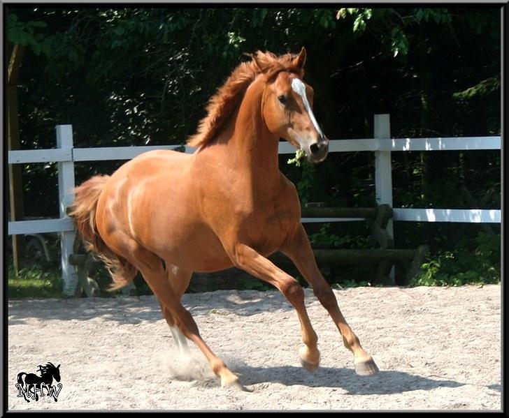 Dansk Varmblod | Poppelgårdens Atika - Atika løs på banen. Foto: Marie-Louise Kierrumgaard, 10. juli 2010. billede 17