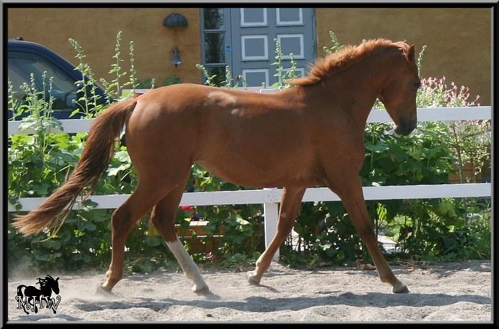 Dansk Varmblod | Poppelgårdens Atika - Atika løs på banen. Foto: Marie-Louise Kierrumgaard, 10. juli 2010. billede 18
