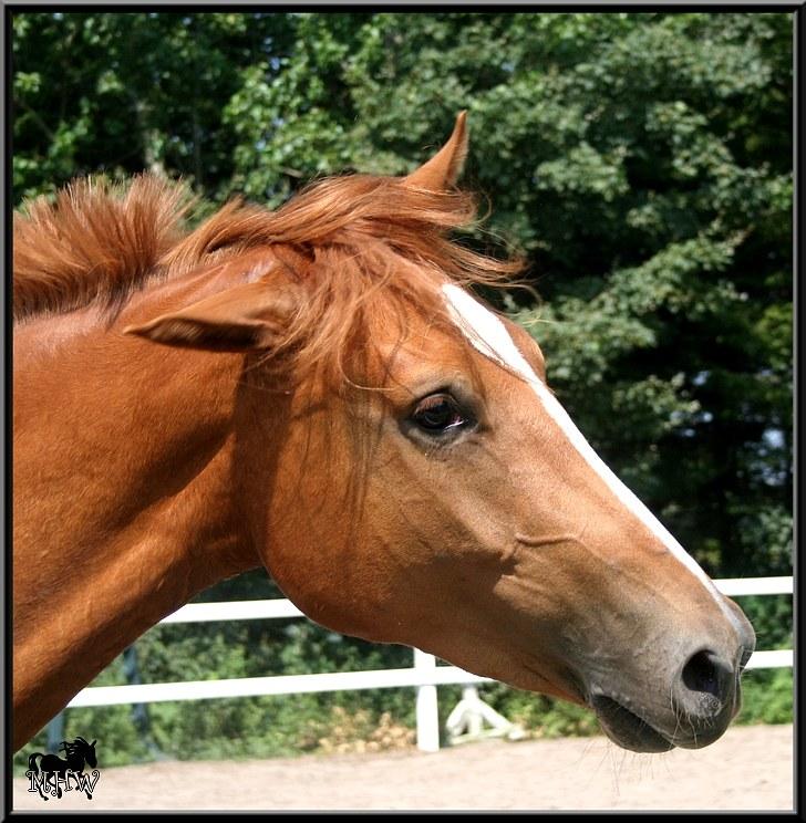 Dansk Varmblod | Poppelgårdens Atika - Ryster hovedet. Foto: Marie-Louise Kierrumgaard, 10. juli 2010. billede 19