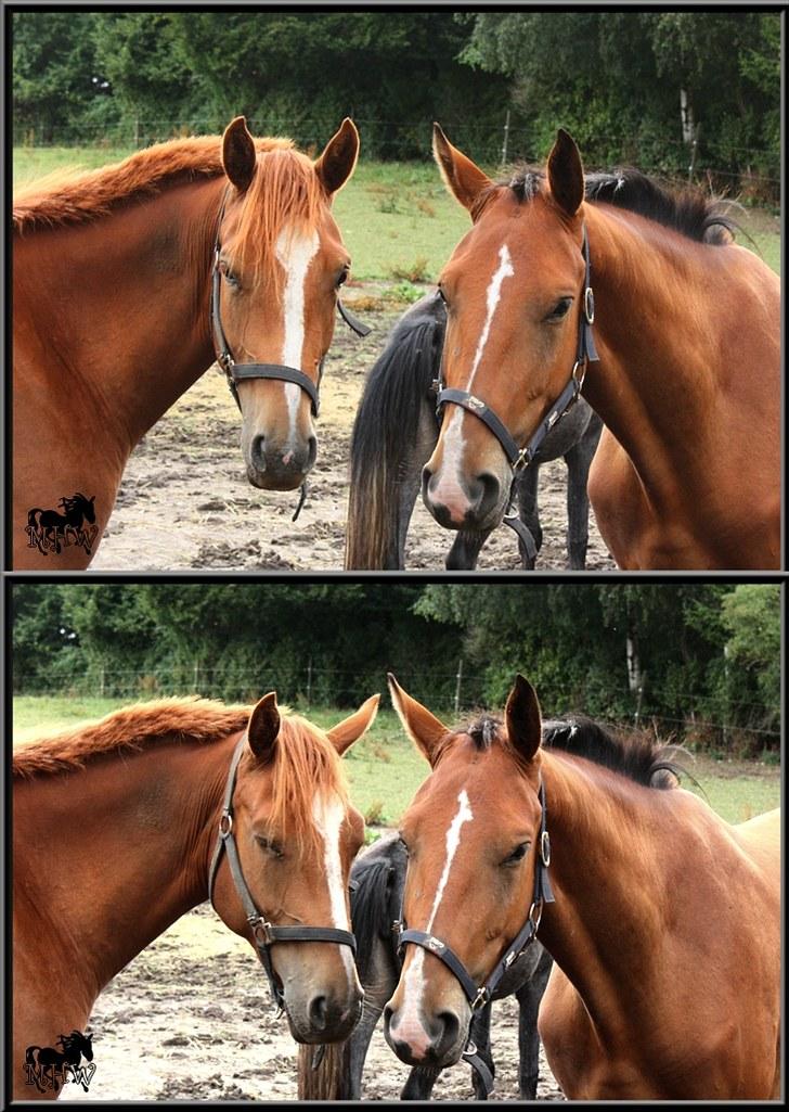 Dansk Varmblod | Poppelgårdens Atika - Dejlige Atika og hendes kæreste Lougano. Foto: Julie Willems, 29. juli 2010. billede 20