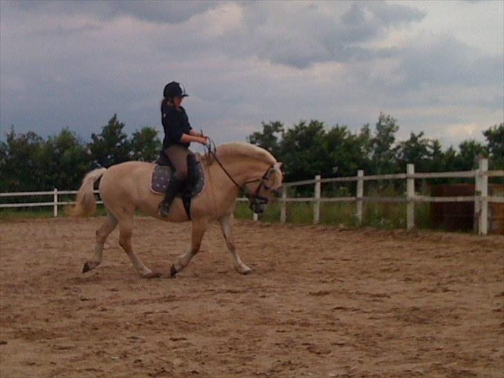 Fjordhest Skovvejens Rødtop (tidl part) billede 9