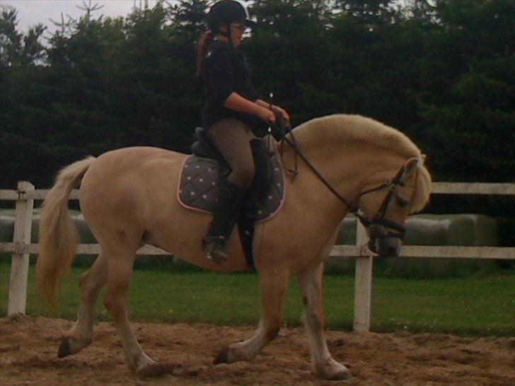 Fjordhest Skovvejens Rødtop (tidl part) billede 10