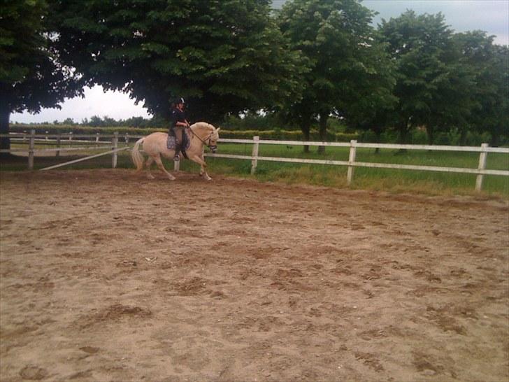 Fjordhest Skovvejens Rødtop (tidl part) billede 11