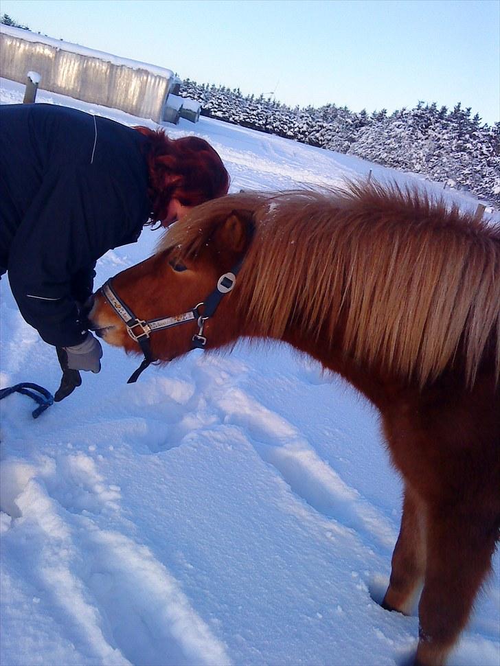 Islænder Djarfur fly 3 - Djarfur sammen med Mia i sneen (; billede 15