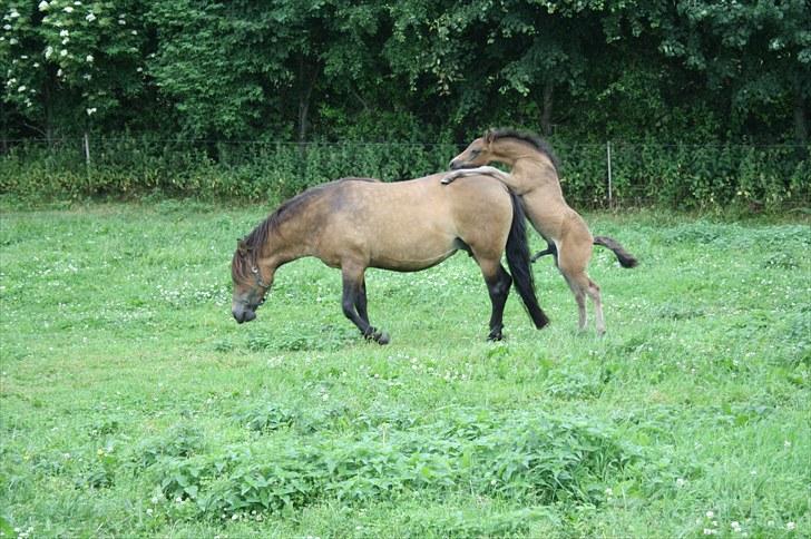 New Forest Horsemosens Wasabi - He He man er væl ikke hingst for ingenting.....!!! billede 4