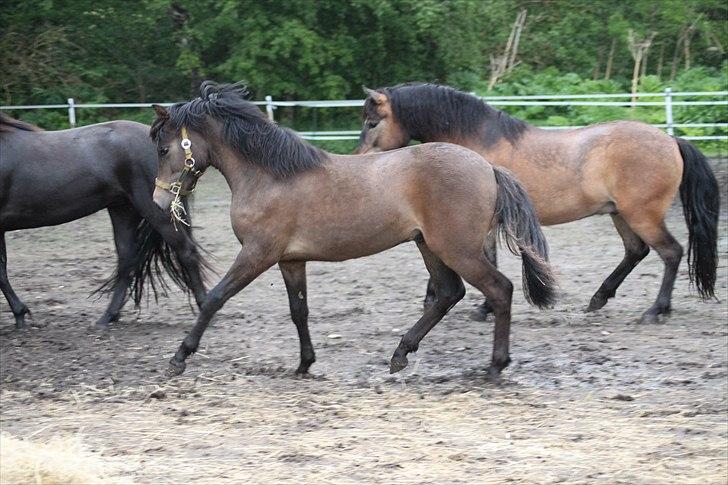 New Forest Horsemosens Wasabi - UHH Lækker vallak ;D billede 5