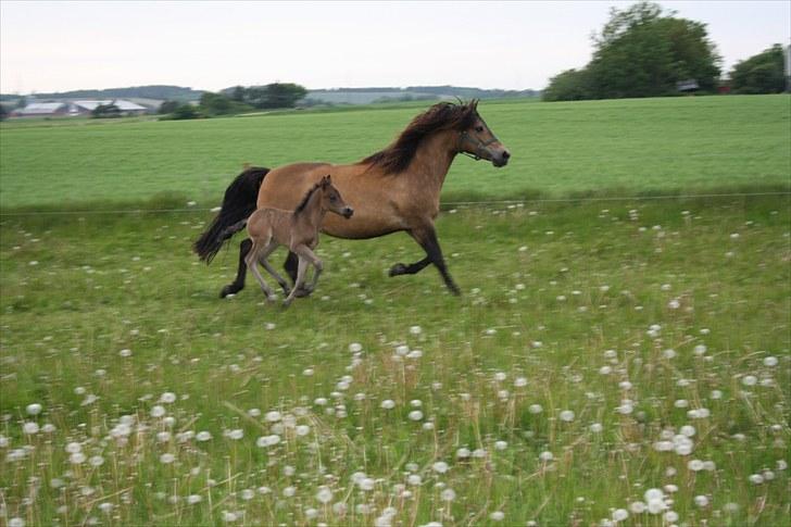 New Forest Horsemosens Wasabi - Et lille stankelben der kun er et par dage gammel billede 6