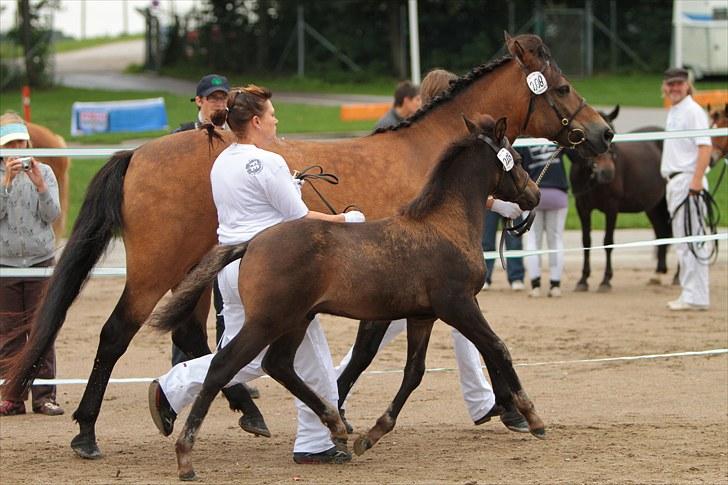 New Forest Horsemosens Wasabi - Smukke !!! billede 9