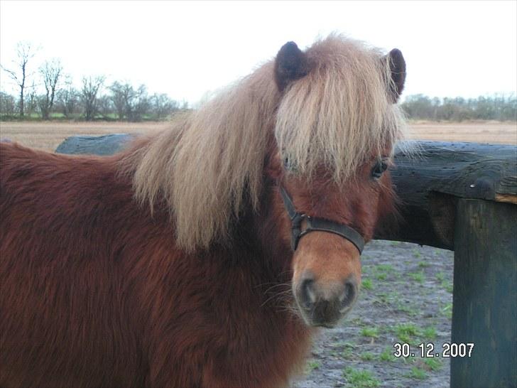 Shetlænder Maskot<3 billede 12