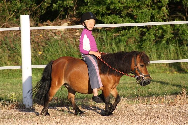 Shetlænder Askepot - mig og askepot skridter lidt billede 1