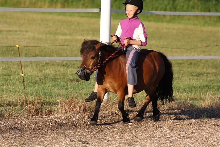 Shetlænder Askepot - i trav kan jeg ikke altid stoppe hende billede 2