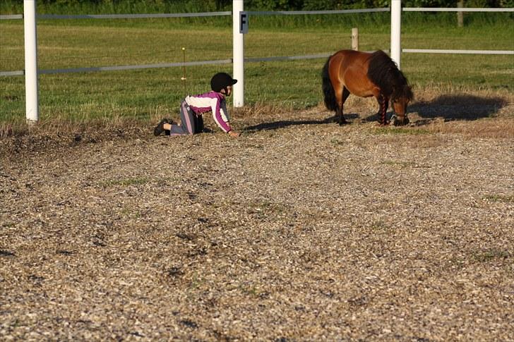 Shetlænder Askepot - er faldet af i gallop billede 3