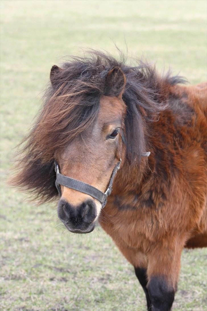 Shetlænder Askepot - hårtotten askepot billede 4