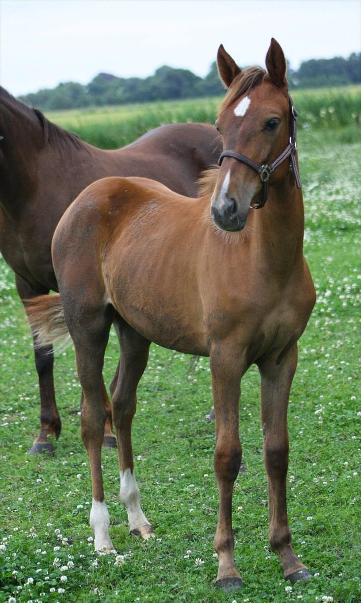 Anden særlig race Roosgårdens Dakota  billede 4
