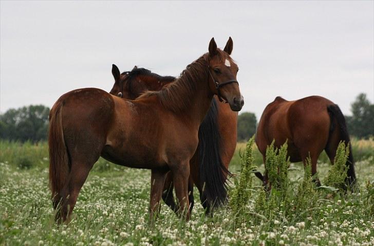 Anden særlig race Roosgårdens Dakota  billede 5