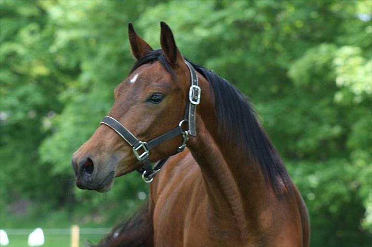 Dansk Varmblod Sasti - jeg har bare et godt liv billede 1
