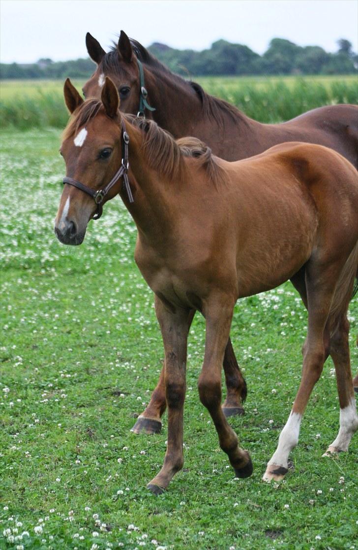 Anden særlig race Roosgårdens Dakota  billede 8