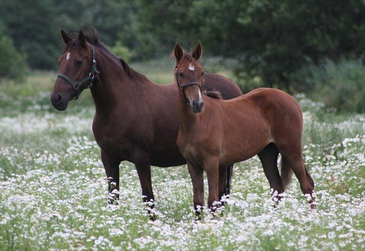 Anden særlig race Roosgårdens Dakota  billede 9