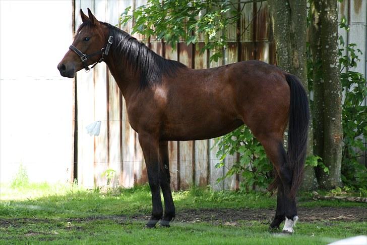 Dansk Varmblod Sasti - her er dejlig skygge billede 2