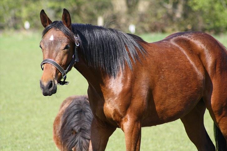 Dansk Varmblod Sasti - jeg skal nok passe på dig lille askepot billede 3