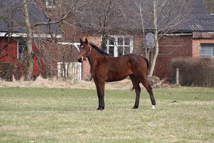 Dansk Varmblod Sasti billede 4