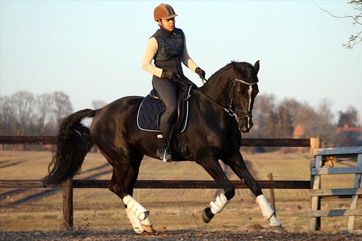 Anden særlig race Noir Rêver *himmelhest* - 08.03.2011 billede 11