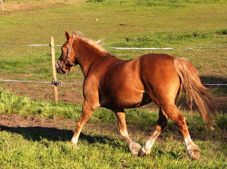 New Forest Kierketerps Knold Freya's billede 1