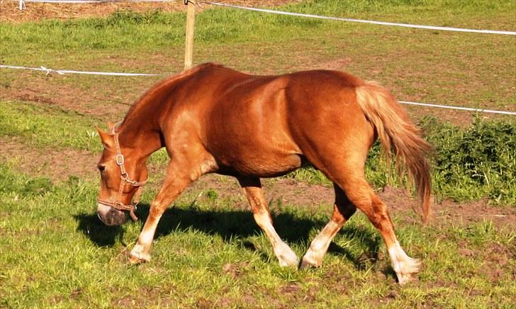 New Forest Kierketerps Knold Freya's billede 2