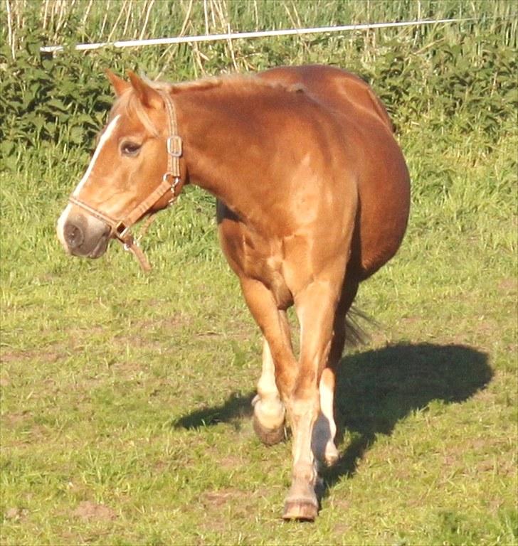 New Forest Kierketerps Knold Freya's billede 3