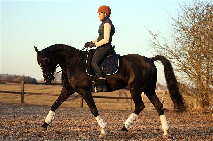 Anden særlig race Noir Rêver *himmelhest* - 08.03.2011 billede 10
