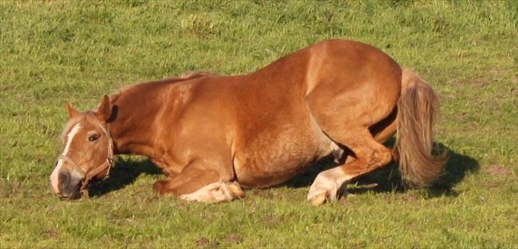 New Forest Kierketerps Knold Freya's billede 4