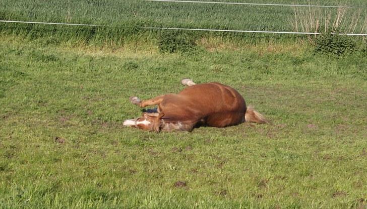 New Forest Kierketerps Knold Freya's billede 6