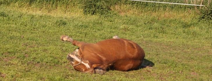 New Forest Kierketerps Knold Freya's billede 7